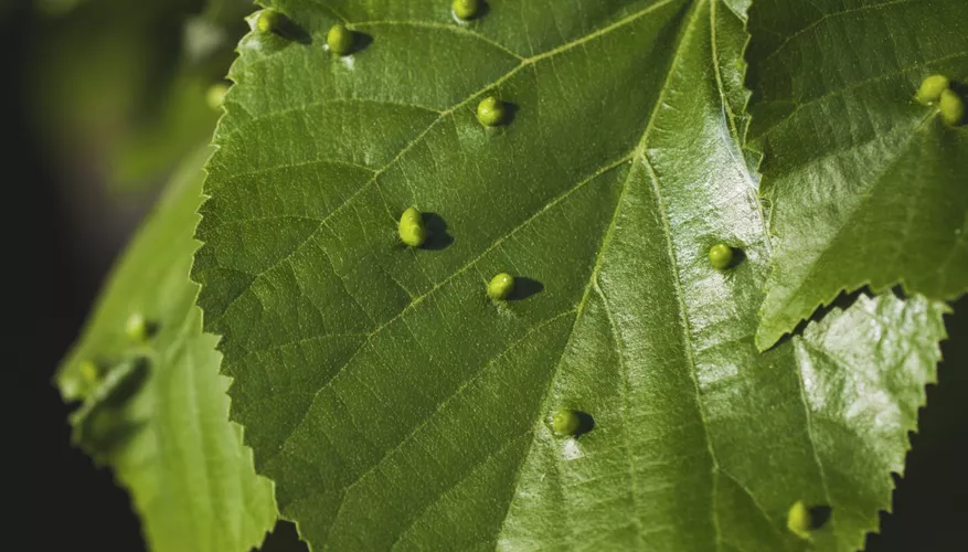 2025022716925453.webp 22.webp