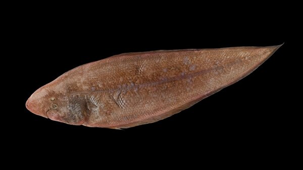 2025030242594322.jpeg 33.jpeg