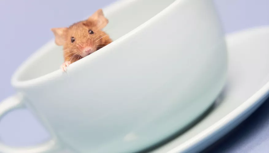 2025030311588940.webp 1.webp