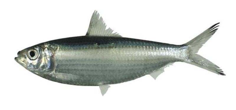 2025030545399544.jpg 6.jpg