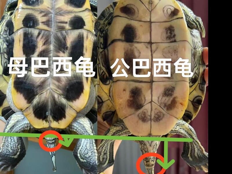 如何最简单地分辨乌龟的公母？