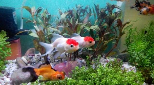 养鱼用什么水最好？——不同水质对鱼类健康的影响与选择