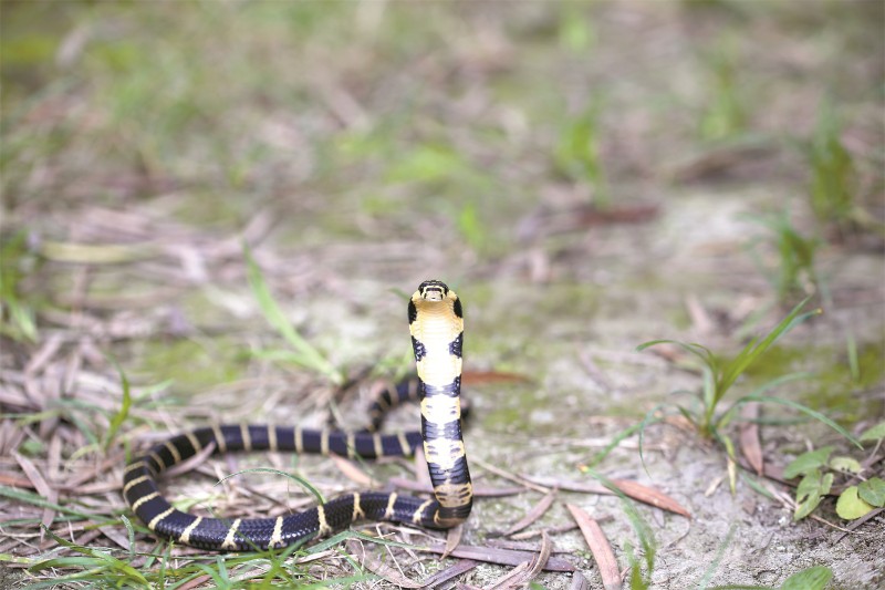 眼镜王蛇有毒吗？——揭秘全球最长毒蛇的致命武器