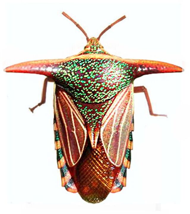 华丽盾虫(Splendid Shield Bug, Poecilocoris splendidulus) 华丽盾虫(Splendid Shield Bug, Poecilocoris splendidulus)