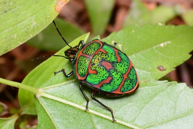 小丑臭虫(Clown Stink Bug) 小丑臭虫(Clown Stink Bug)