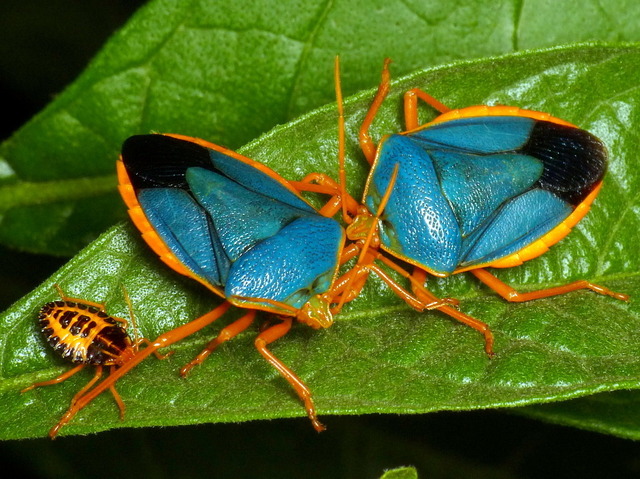 红边臭虫(Red-bordered Stink Bug, Edessa rufomarginata) 红边臭虫(Red-bordered Stink Bug, Edessa rufomarginata)