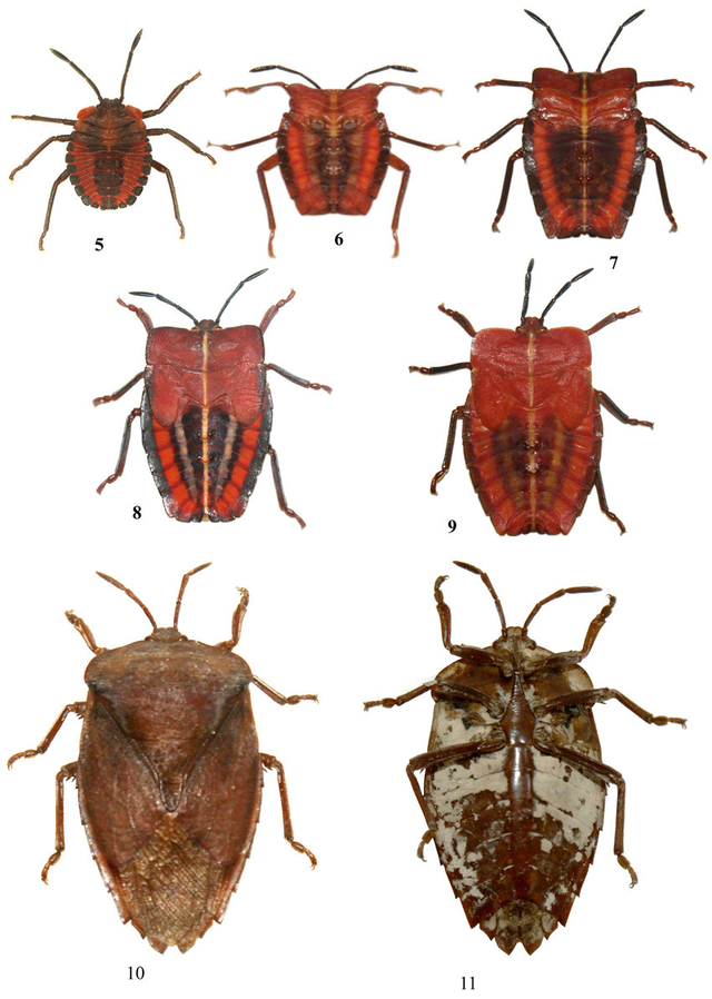 荔枝/龙眼臭虫(Lychee/Longan Stink Bug, Tessaratoma papillosa) 荔枝/龙眼臭虫(Lychee/Longan Stink Bug, Tessaratoma papillosa)