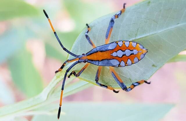 桉树臭虫(Eucalyptus Stink Bug) 桉树臭虫(Eucalyptus Stink Bug)