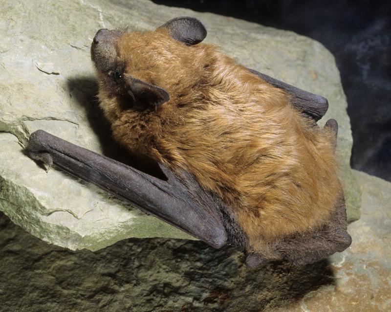 2025031310483324.jpg Big_brown_bat_crawl.jpg