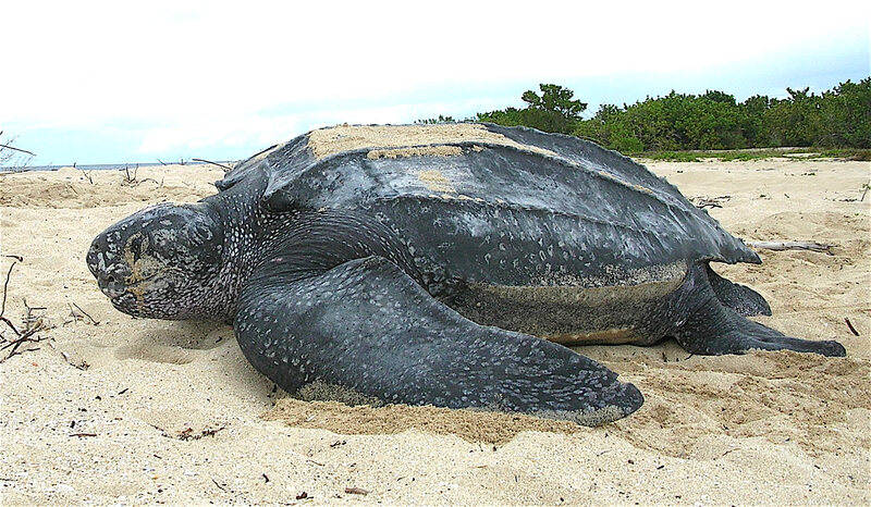 2025031310655486.jpg Leatherback_sea_turtle_Tinglar,_USVI_(5839996547).jpg