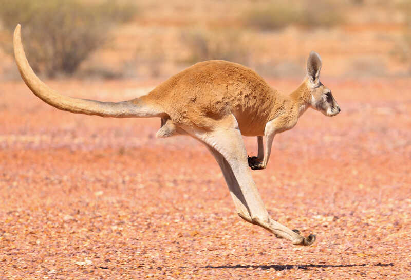 2025031310818043.jpg RS32891-kanga-pilung-peter-wallis.jpg