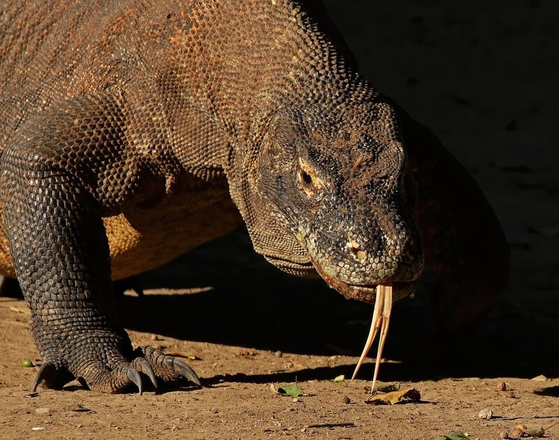 2025031311214372.jpg 1920px-Komodo_dragon_(Varanus_komodoensis).jpg