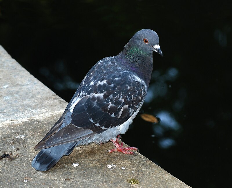 2025031314333678.jpg Pigeon_2007-1.jpg