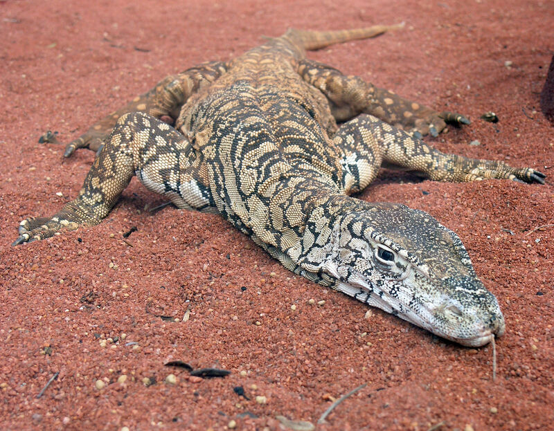 2025031315300165.jpg 1920px-Perentie_Lizard_Perth_Zoo_SMC_Spet_2005.jpg