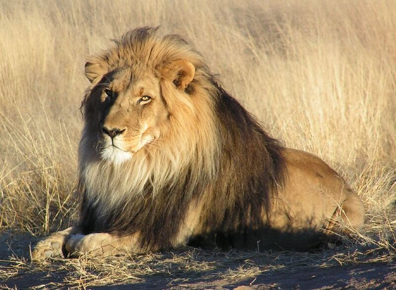 2025031315729399.jpg Lion_waiting_in_Namibia_(cropped).jpg