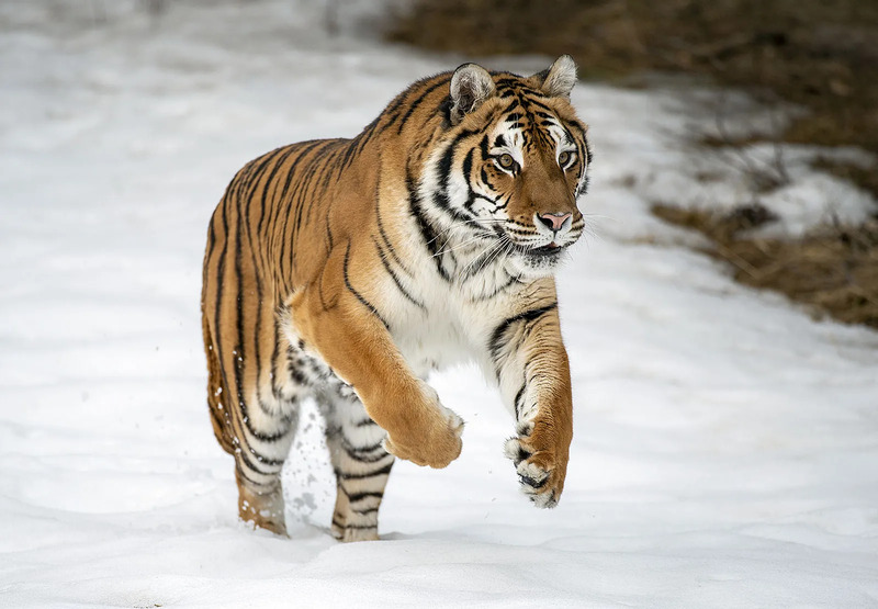 2025031317723124.jpg tiger-Siberian.jpg