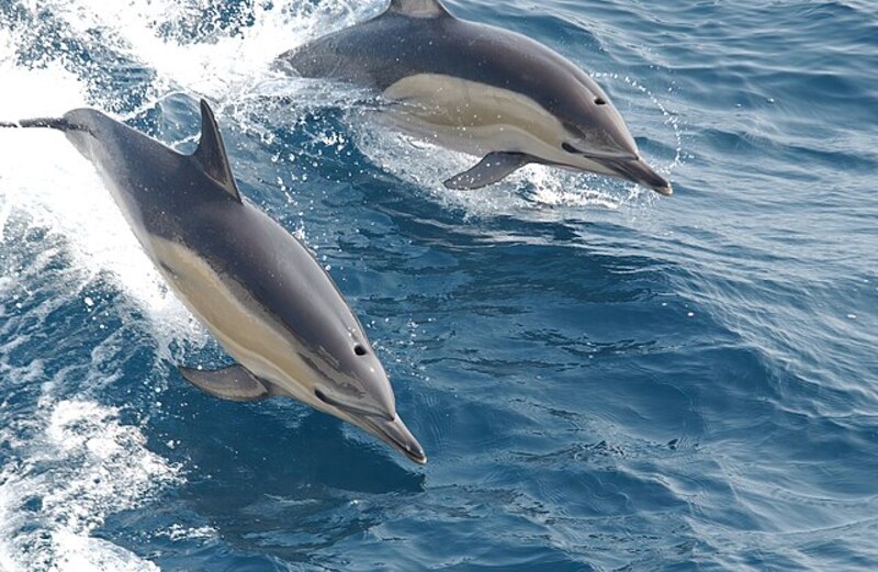 2025031318186231.jpg Common_dolphin_noaa.jpg
