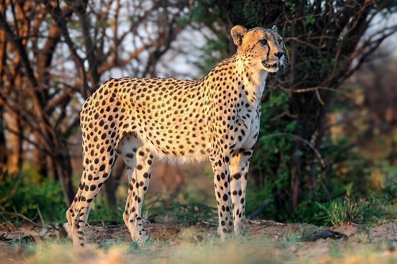 2025031328769475.jpg Male_cheetah_facing_left_in_South_Africa.jpg