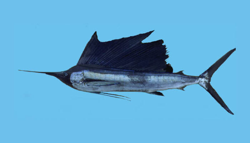 2025031337753156.jpg IstiophorusRW.jpg