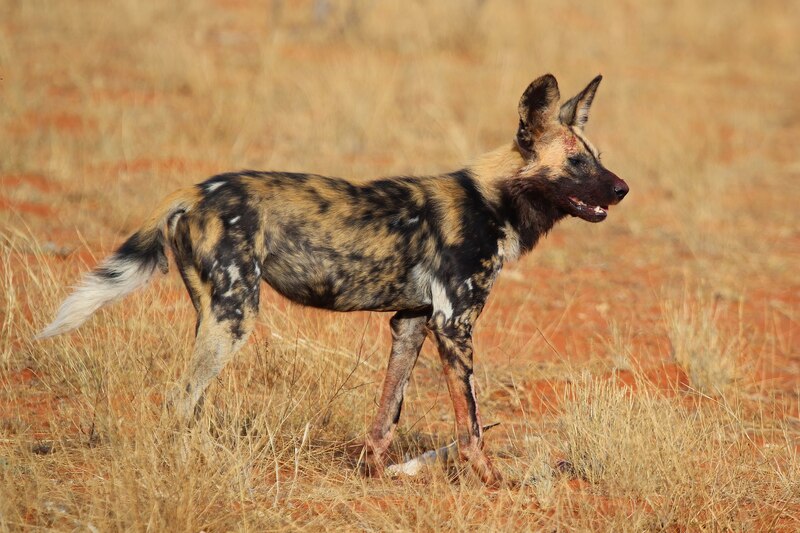 2025031341454187.jpg African_wild_dog_(Lycaon_pictus_pictus).jpg