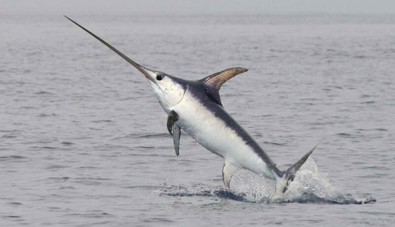 2025031344520411.jpg Xiphias-gladius-2-724x417.jpg