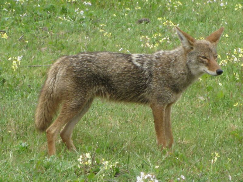 2025031356387700.jpg Coyote2008.jpg