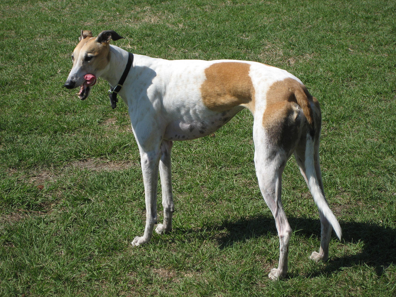 2025031366901054.jpg GraceTheGreyhound.jpg