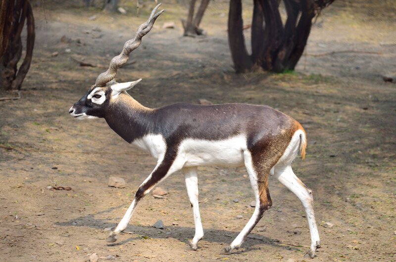 2025031382678845.jpg BlackBuck.jpg