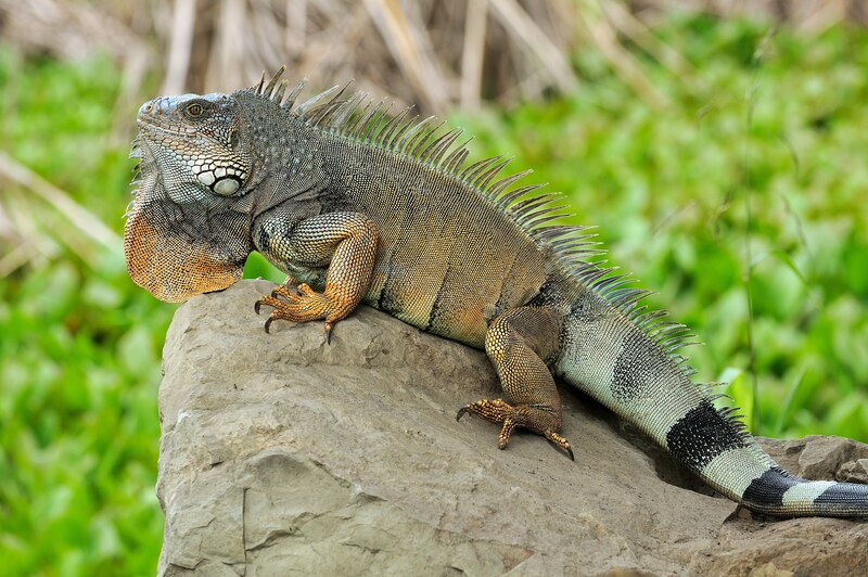 2025031389185953.jpg Iguana_iguana_Portoviejo_05.jpg