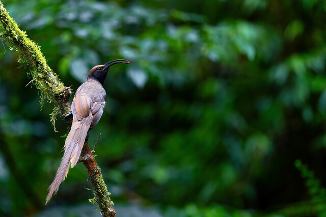 黑镰嘴鸟(Epimachus fastosus)又称黑镰嘴风鸟 黑镰嘴鸟(Epimachus fastosus)又称黑镰嘴风鸟
