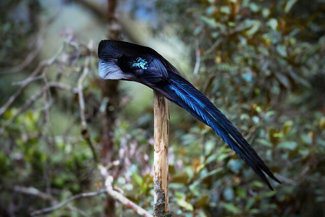 黑镰嘴鸟(Epimachus fastosus)又称黑镰嘴风鸟 黑镰嘴鸟(Epimachus fastosus)又称黑镰嘴风鸟
