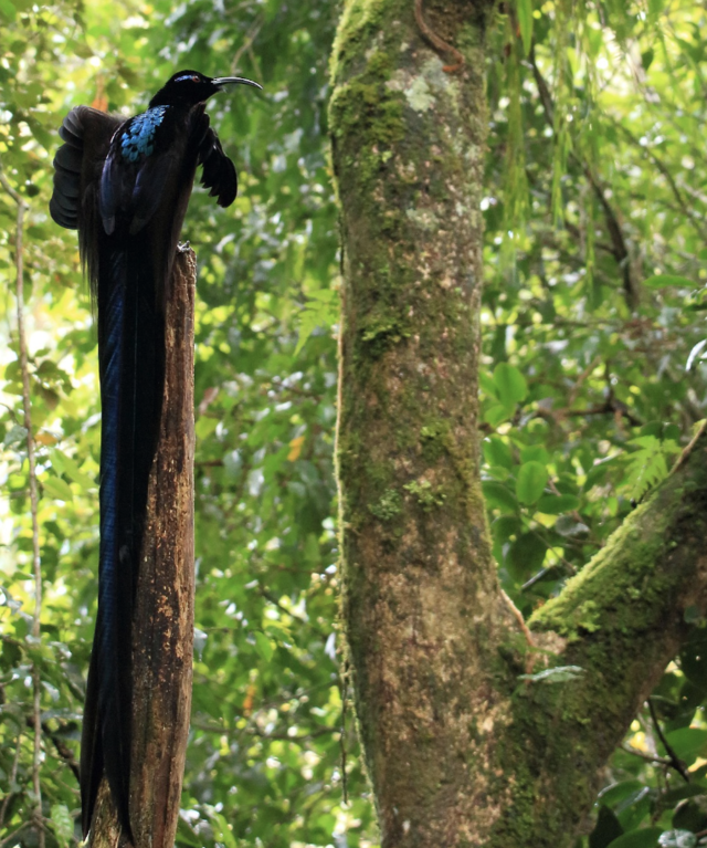 黑镰嘴鸟(Epimachus fastosus)又称黑镰嘴风鸟 黑镰嘴鸟(Epimachus fastosus)又称黑镰嘴风鸟