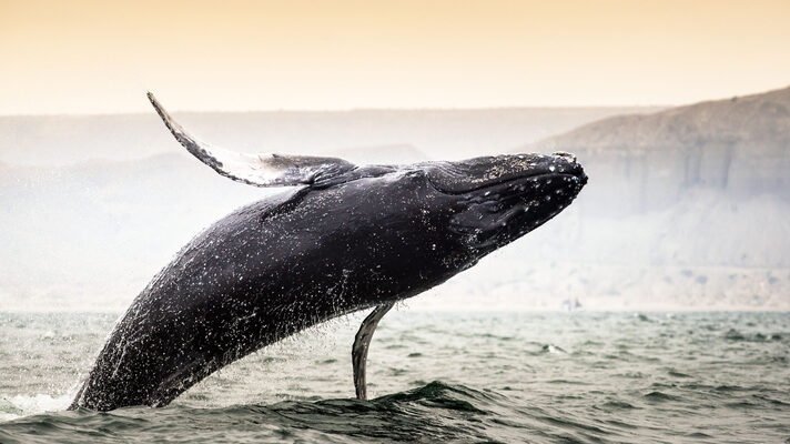 2025032139618752.jpg 5.jpg