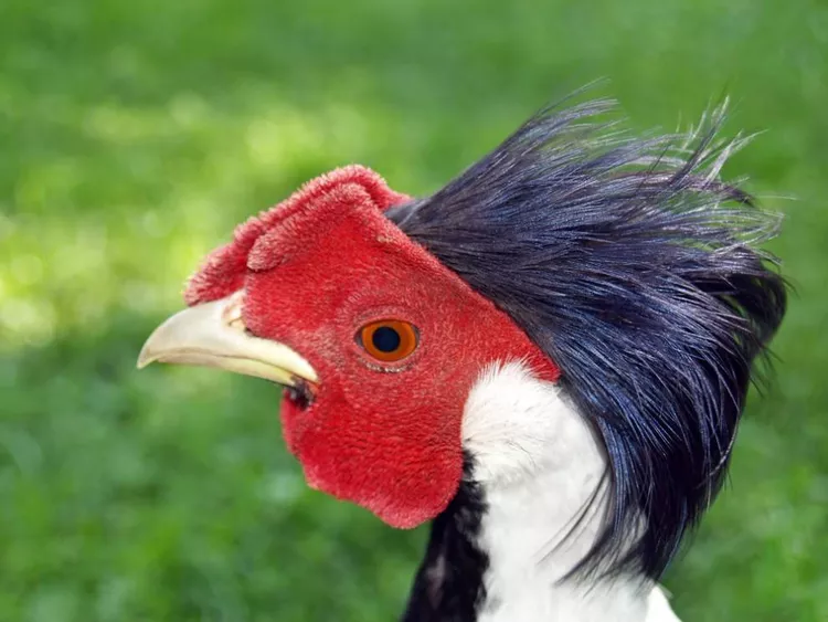 2025032780458150.webp 10.webp