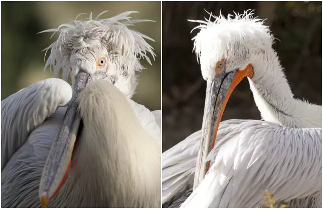 2025032786464237.webp 1.webp