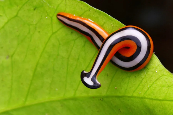 世界上十大雌雄同体的动物