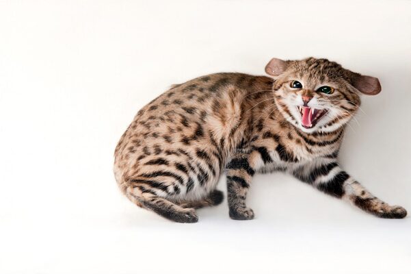 2025040823371355.jpg 3.jpg