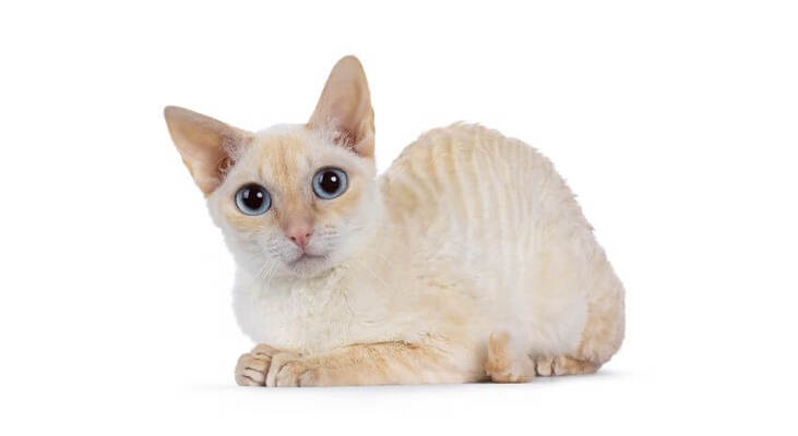 2025040817796985.jpg 5.jpg