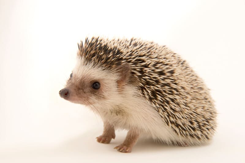 2025041111835077.jpg 10.jpg