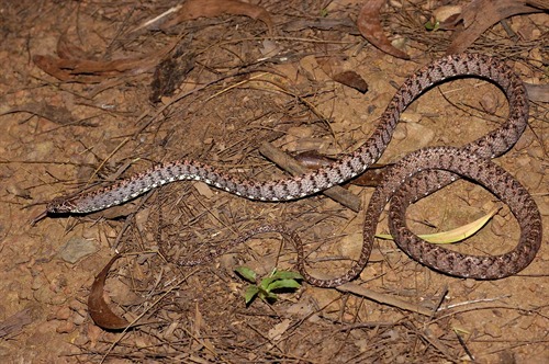 碧玉猫蛇（Boiga jaspidea）：综合指南