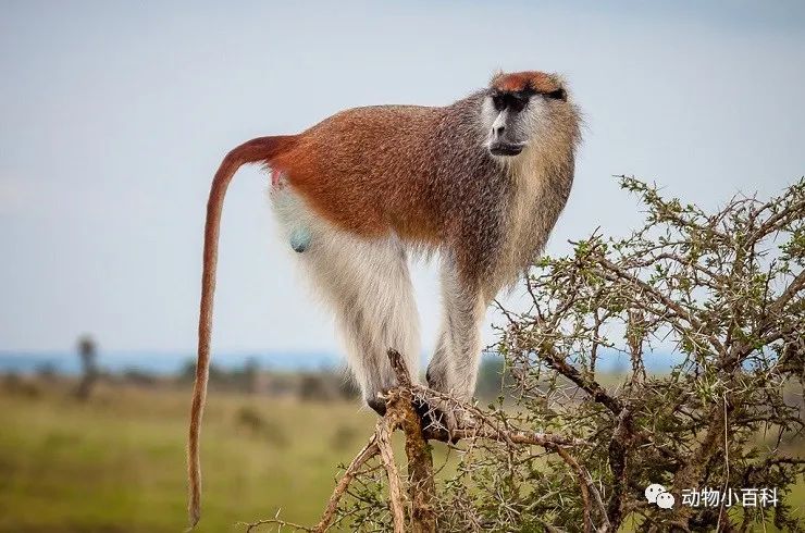 地面上跑得最快的猴子