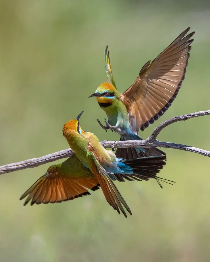 有些鸟类还在配对中
