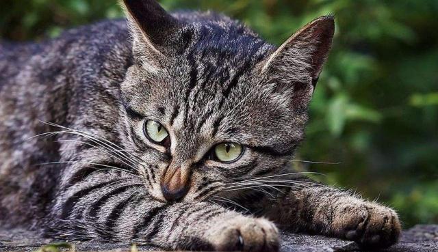 猫咪恨主人的十种表现