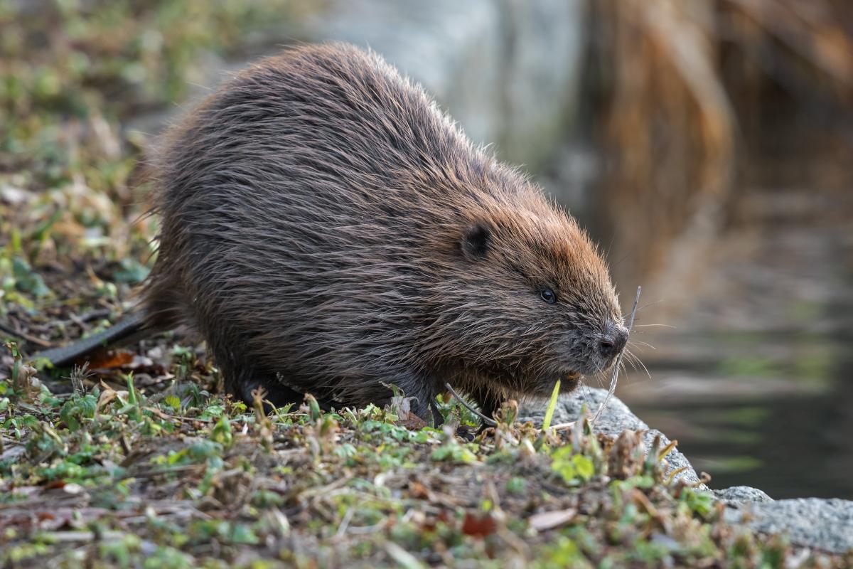 2025050619167257.jpg castor_euroasiatico_5324_2_orig.jpg