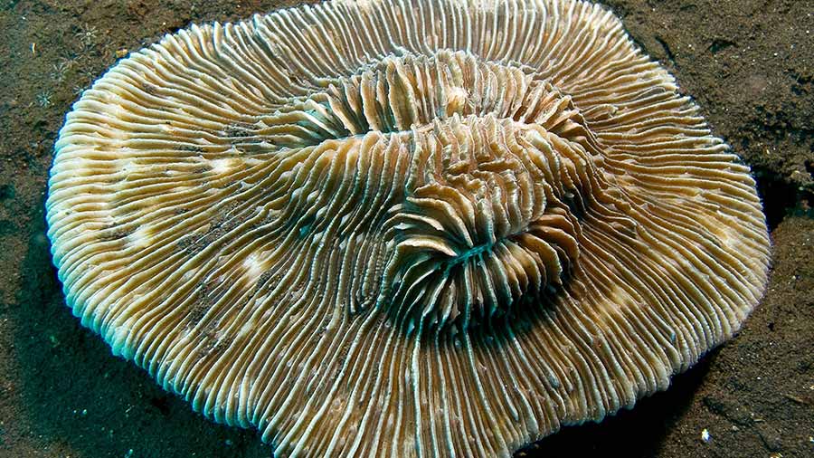 蘑菇珊瑚 - Pleuractis paumotensis