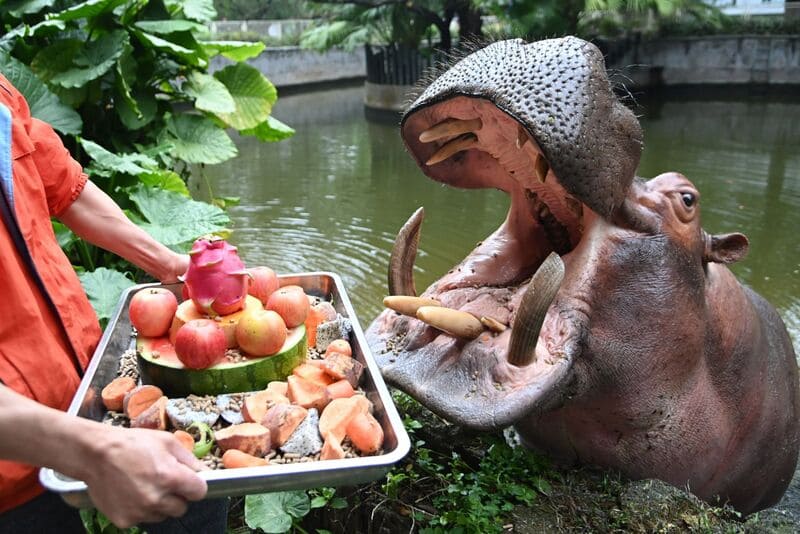 河马吃什么？动物学家解读这位河流巨兽的饮食习性