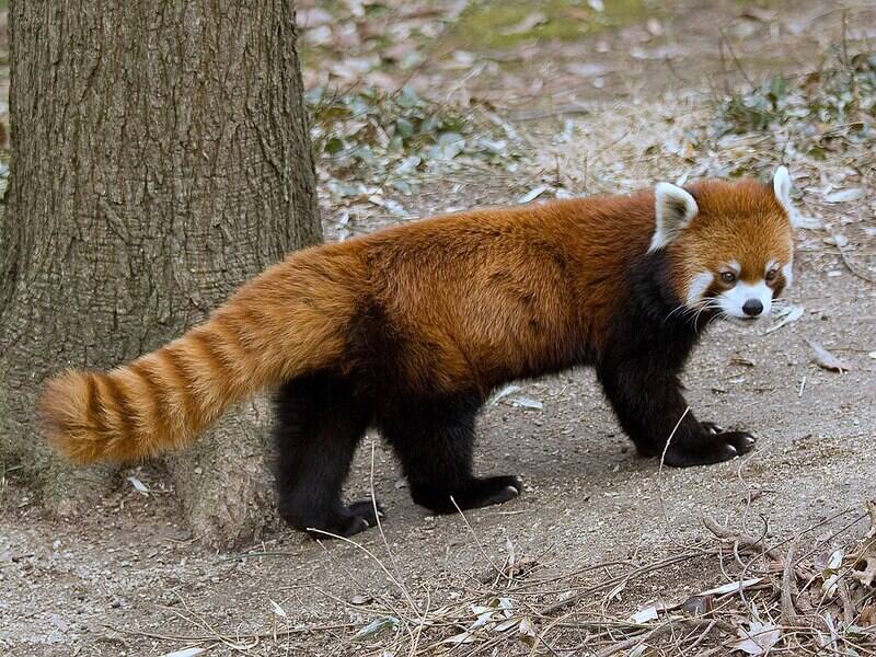 2025052217304447.jpg RedPandaFullBody.jpg