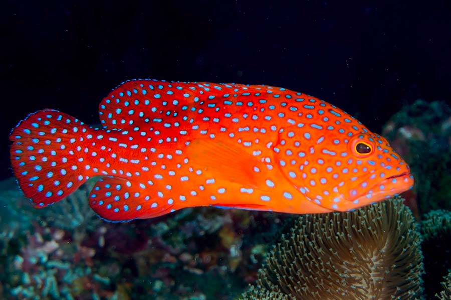 珊瑚石斑鱼（Plectropomus leopardus）