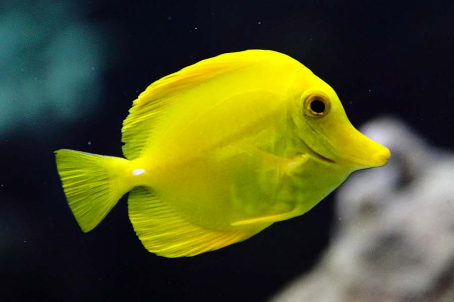 黄刺尾鱼（Zebrasoma flavescens）