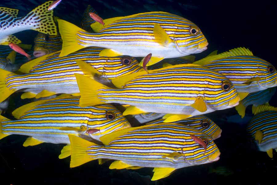 带纹甜唇鸟（Plectorhinchus polytaenia）